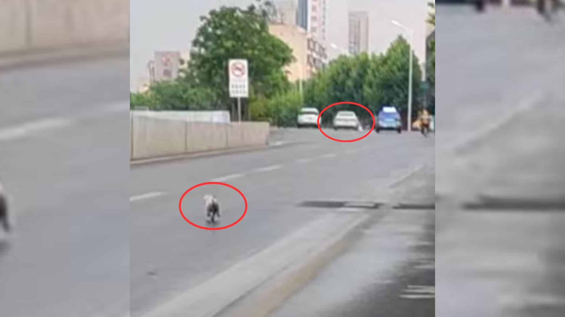 The tale begins when passersby witnessed...