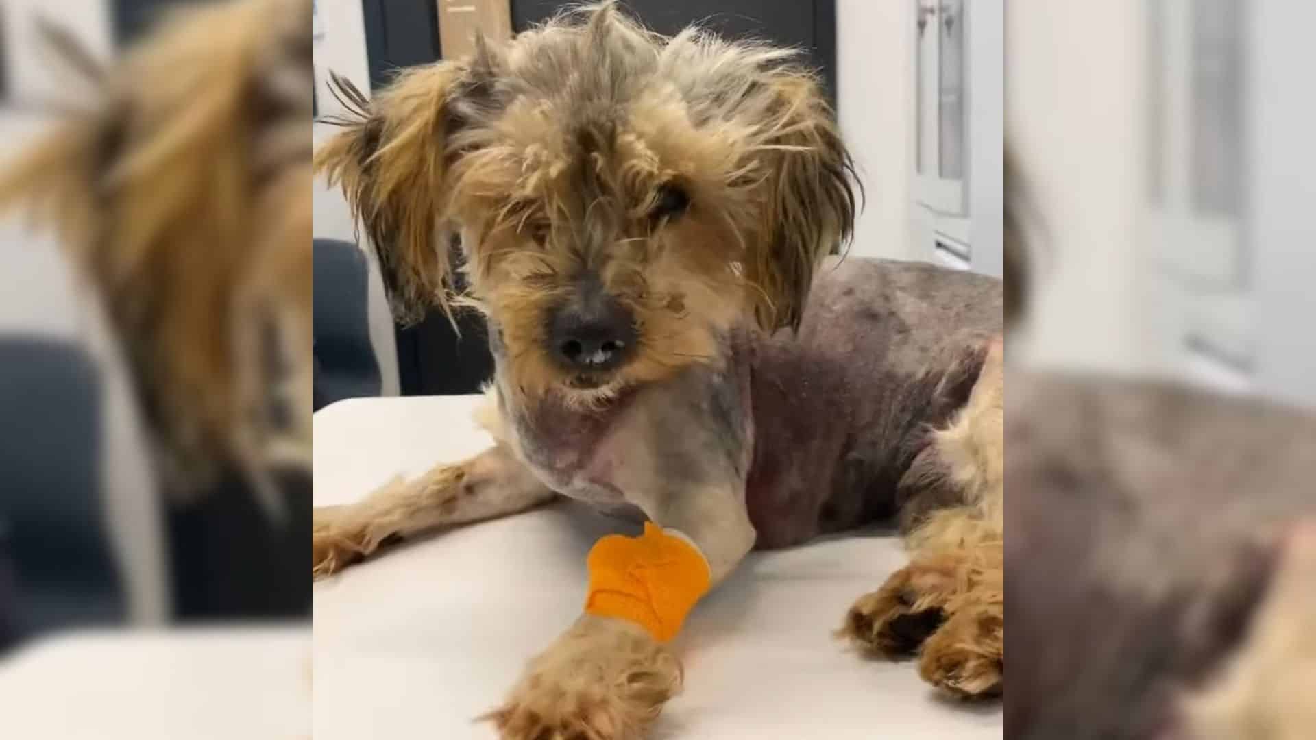 One day, a compassionate rescuer was dra...