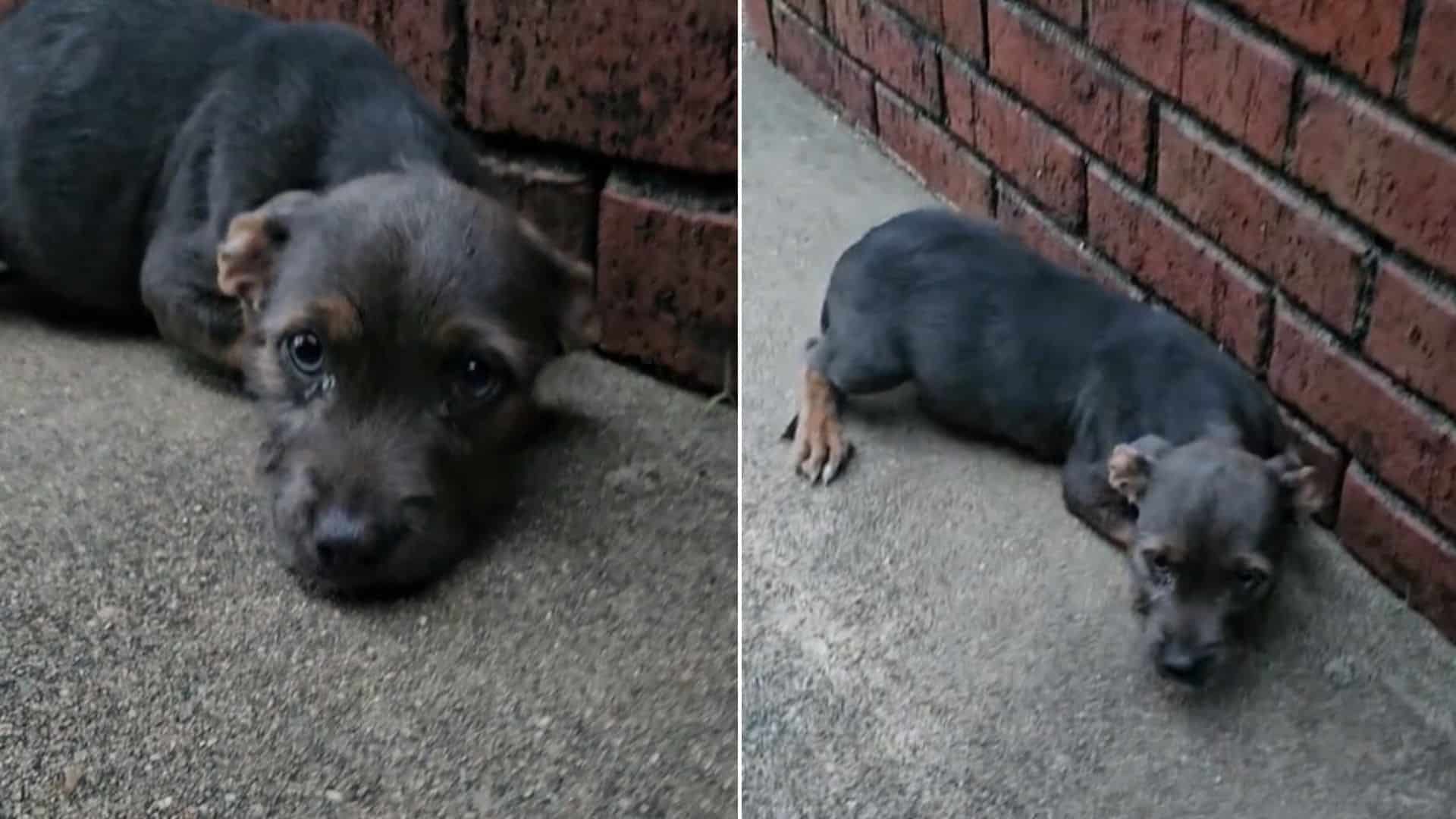 Such was the fate of a young puppy in Al...