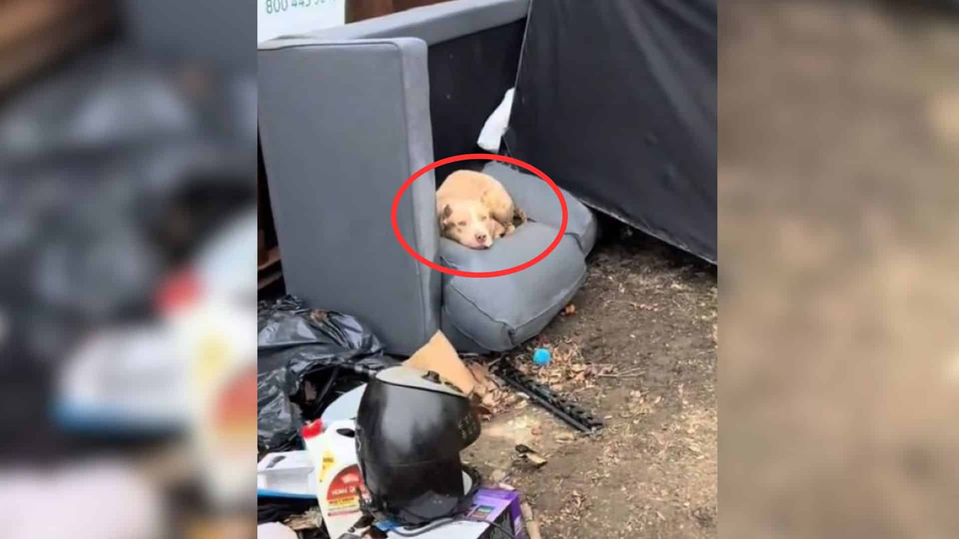 Ruby was left alone, lying in a pile of ...