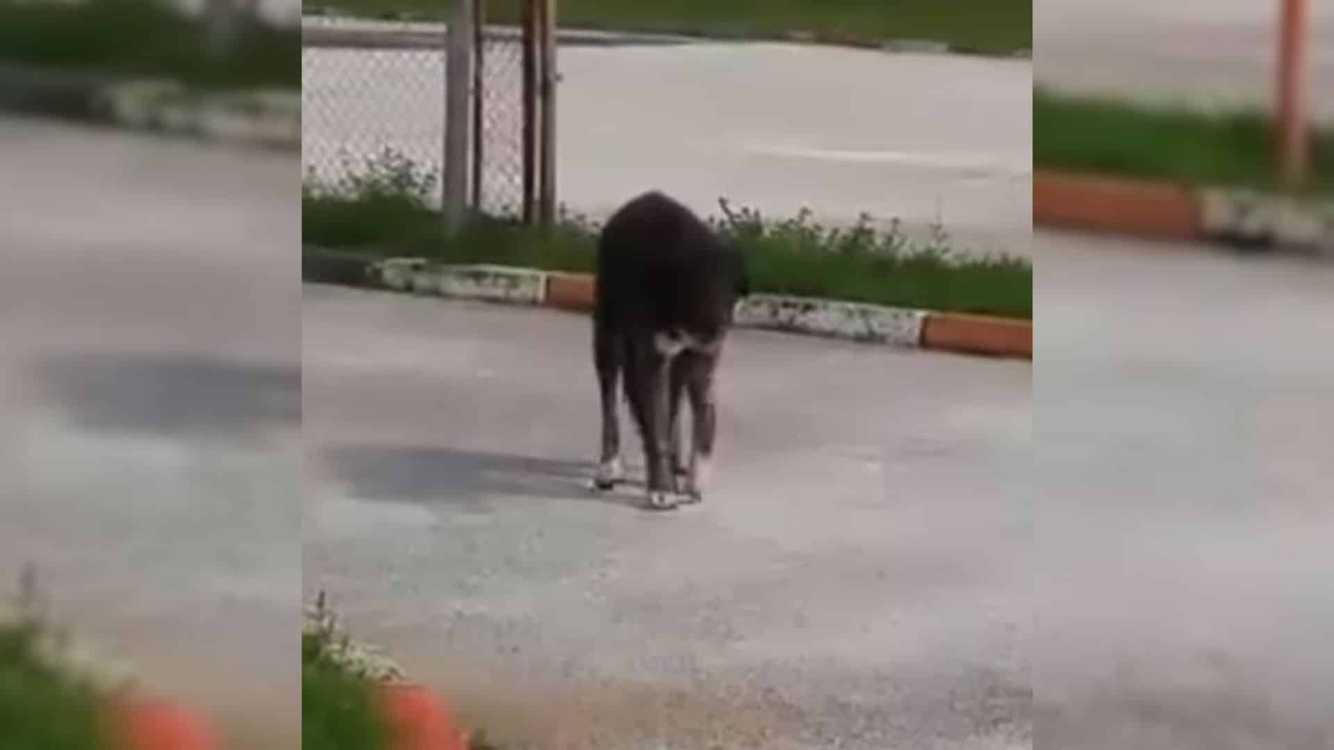 This dog's life took a tragic turn when ...