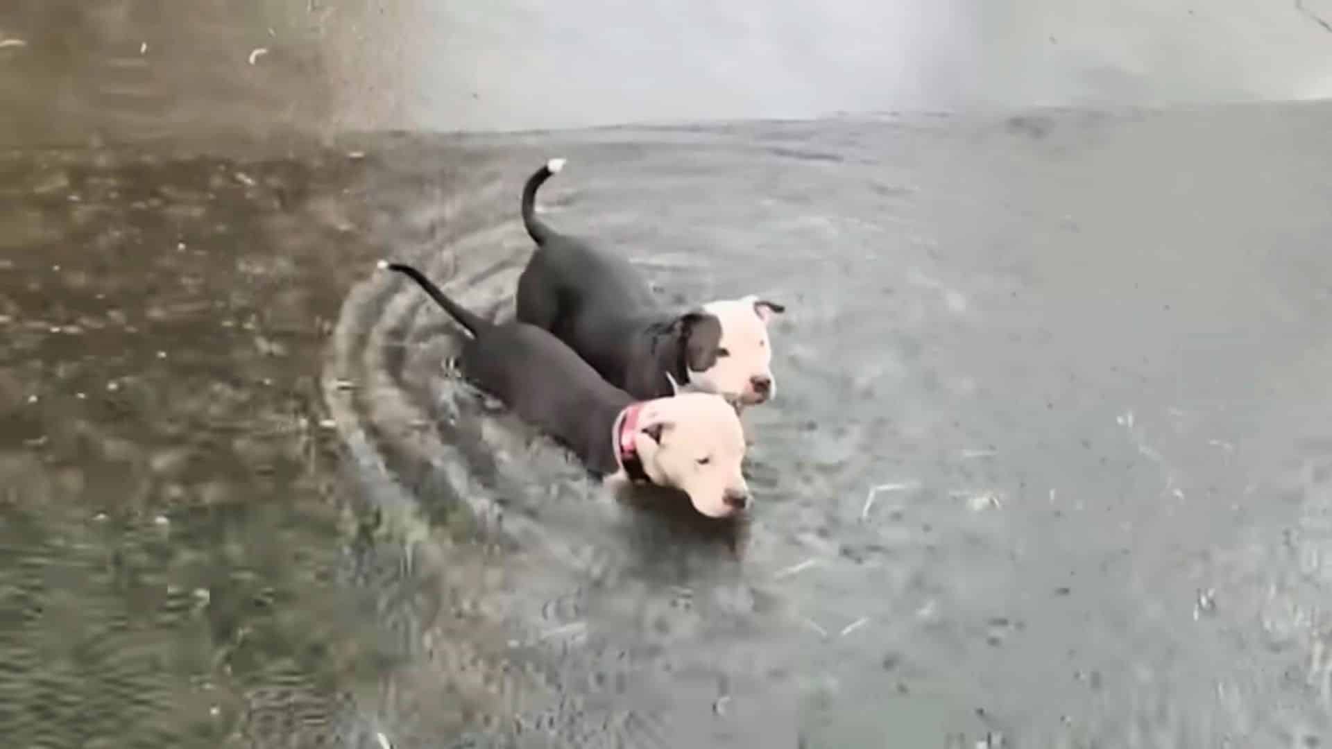 Luckily, a passerby noticed the distress...