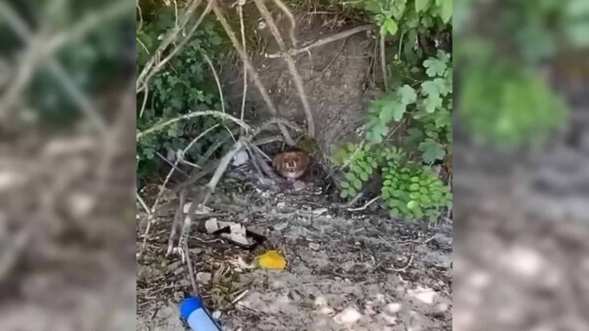 Assuming she was trapped, the compassion...