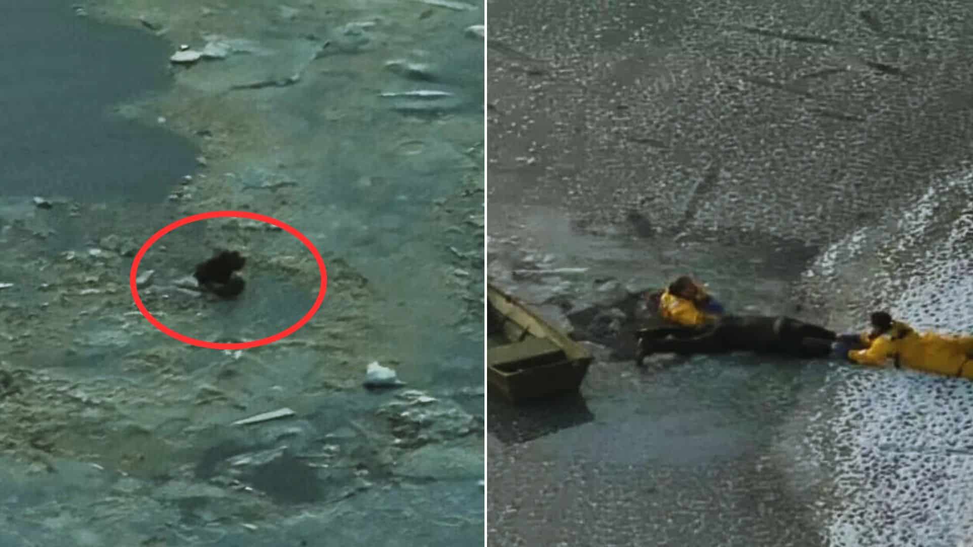 Tommy's pursuit led him onto the frozen ...