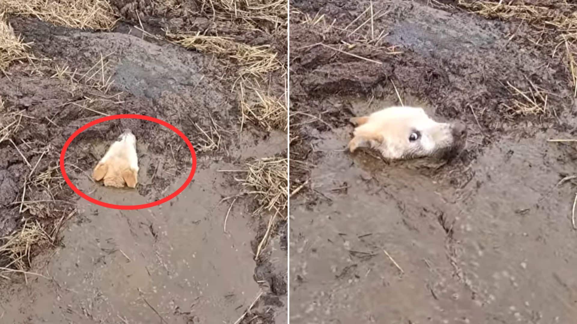 In one heartwarming story, a dog's sad f...