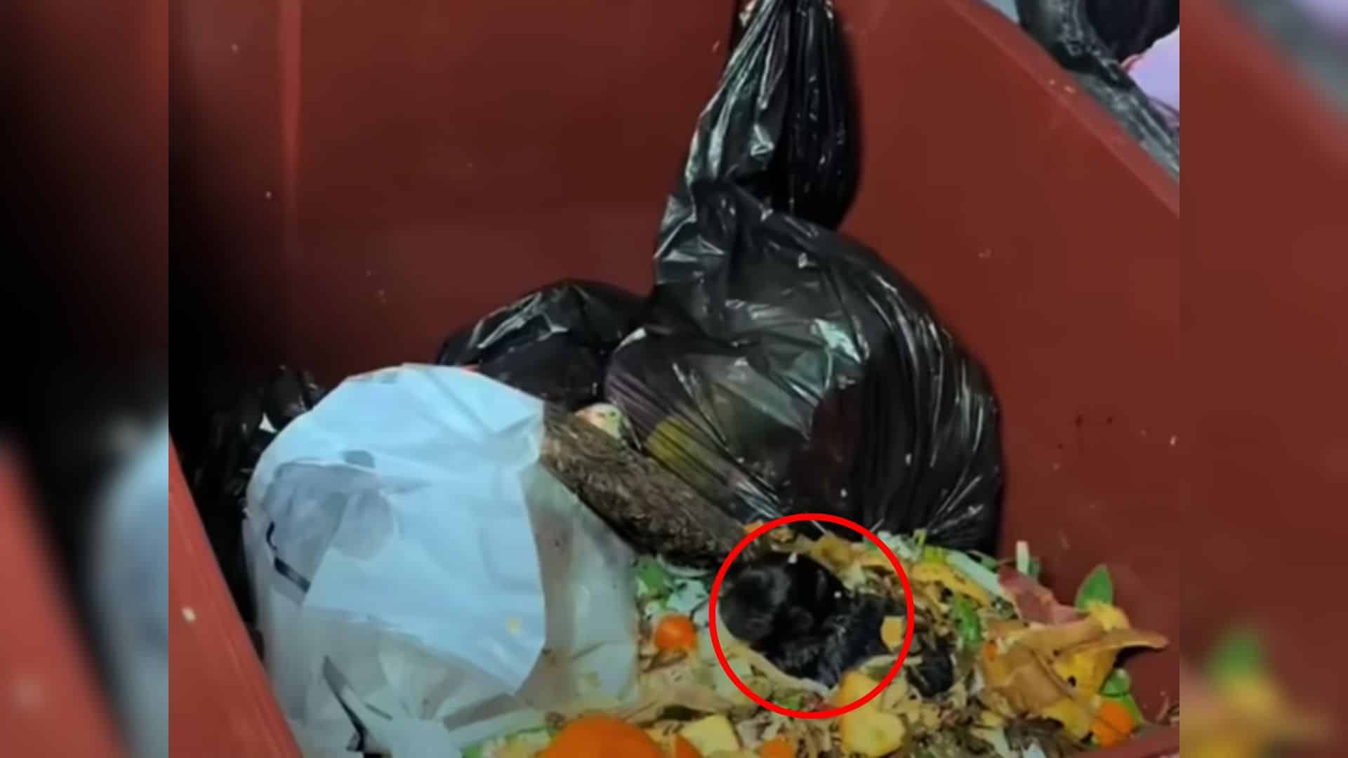 A man was taking out his trash when he w...