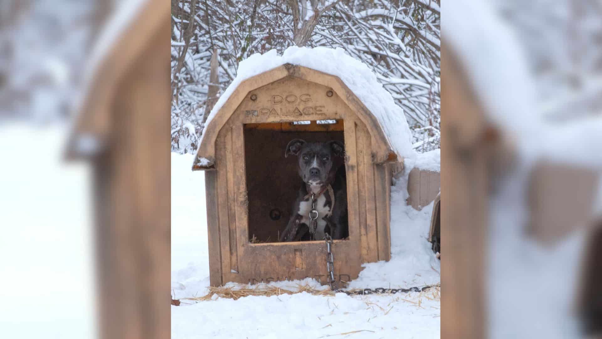 Countless dogs live their entire lives t...