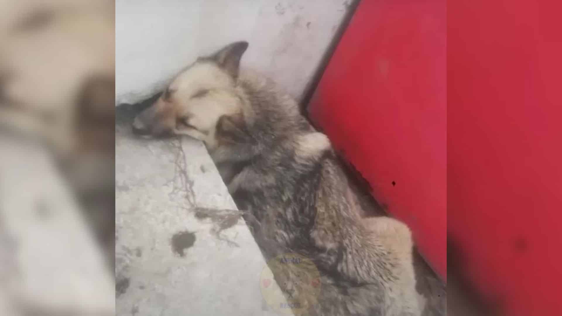 This dog, later named Mira, had been lef...