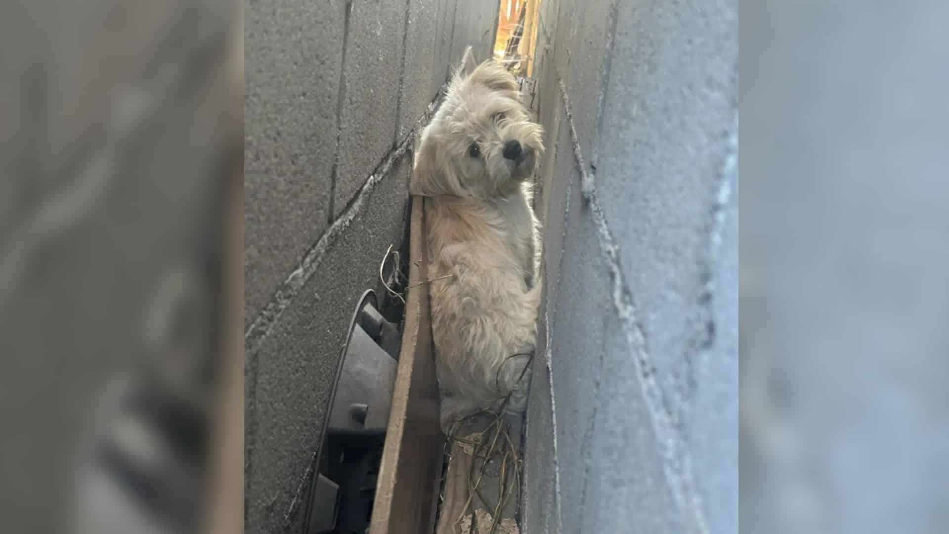 Classified as a dog by the neighbors, th...