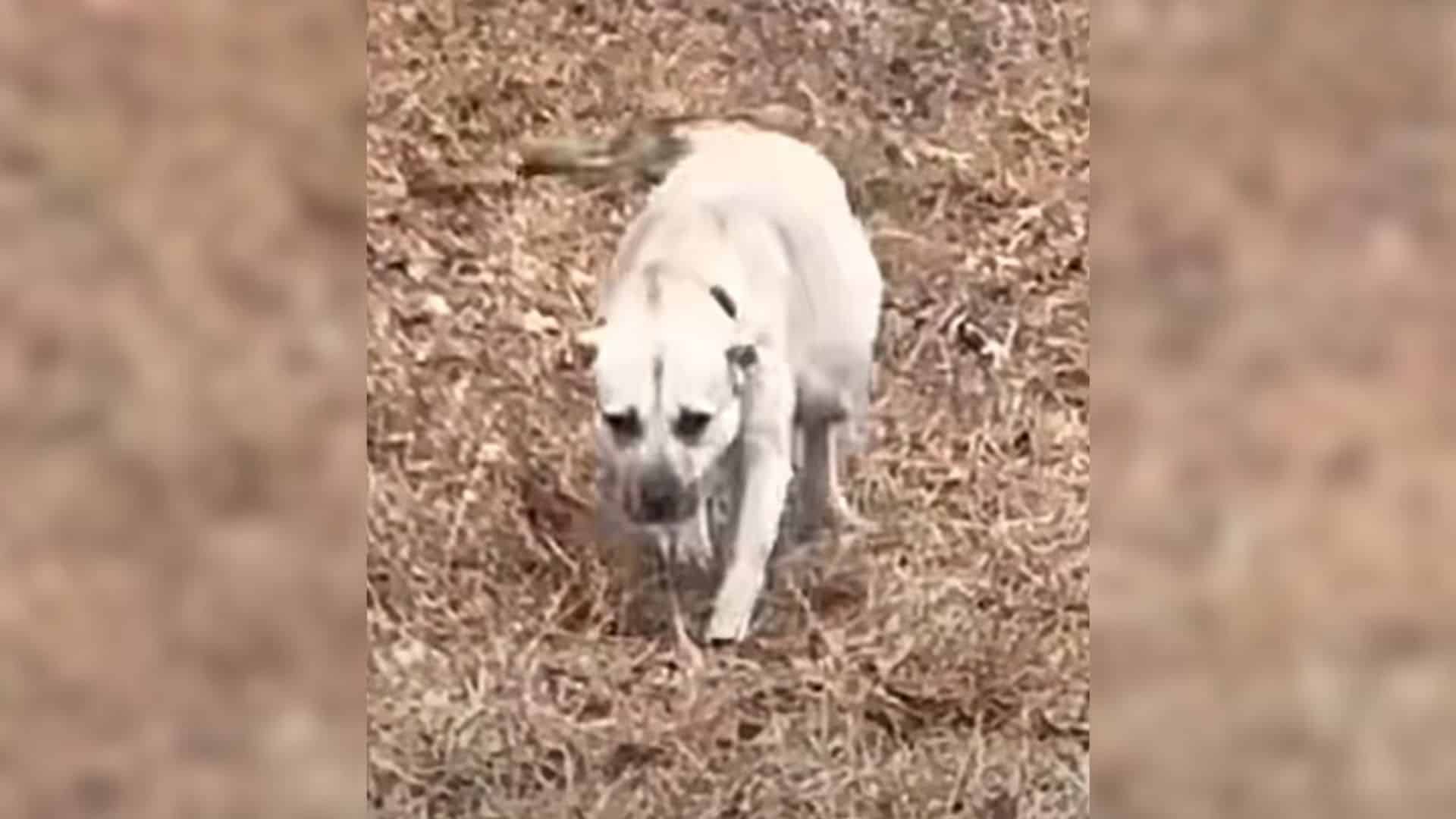 One fateful day, Shugy made her way to a...