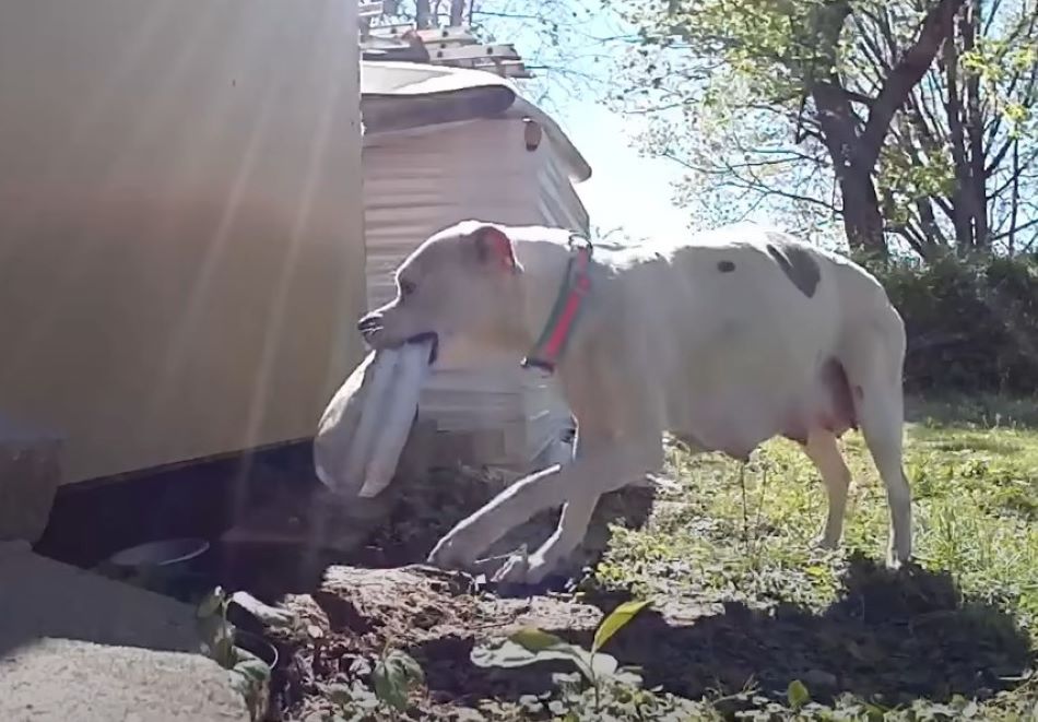 Extra image from article