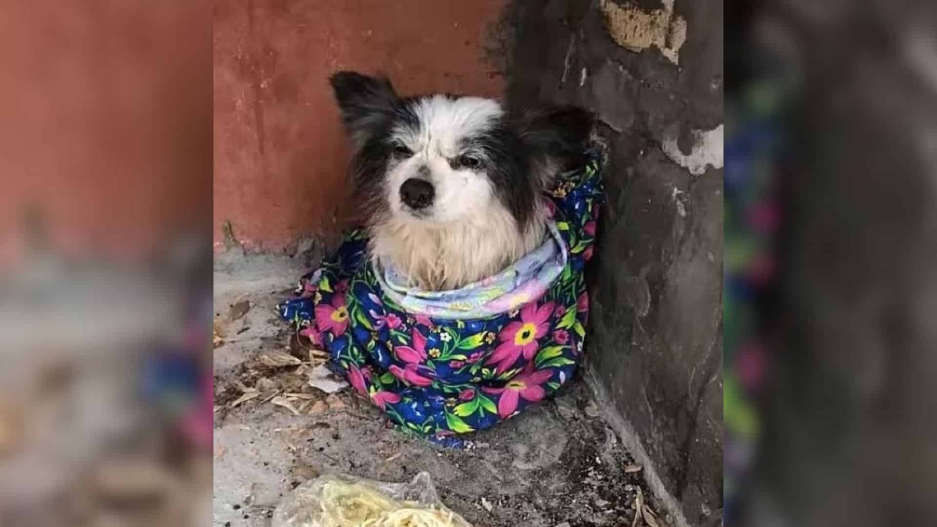 In every circumstance, dogs remain by ou...