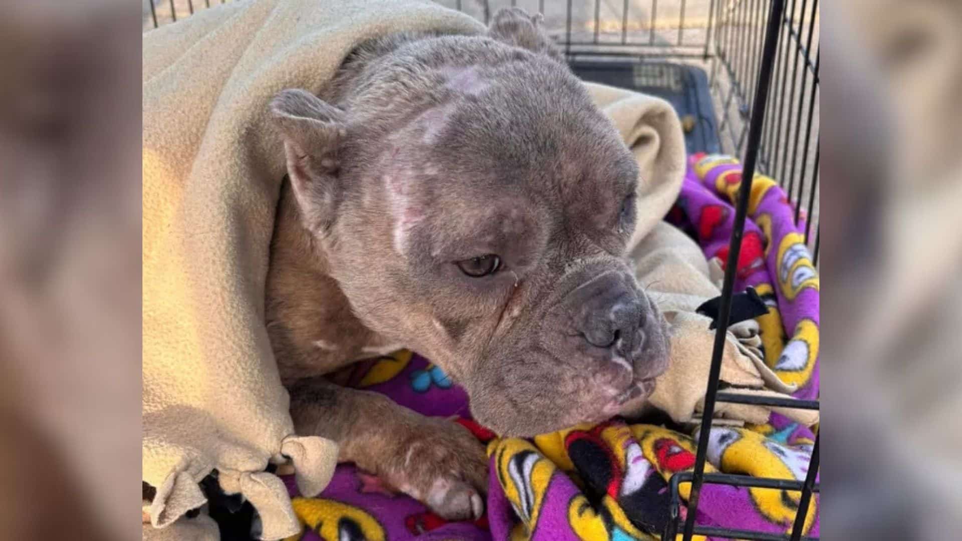 This dog was abandoned by her owner, lef...