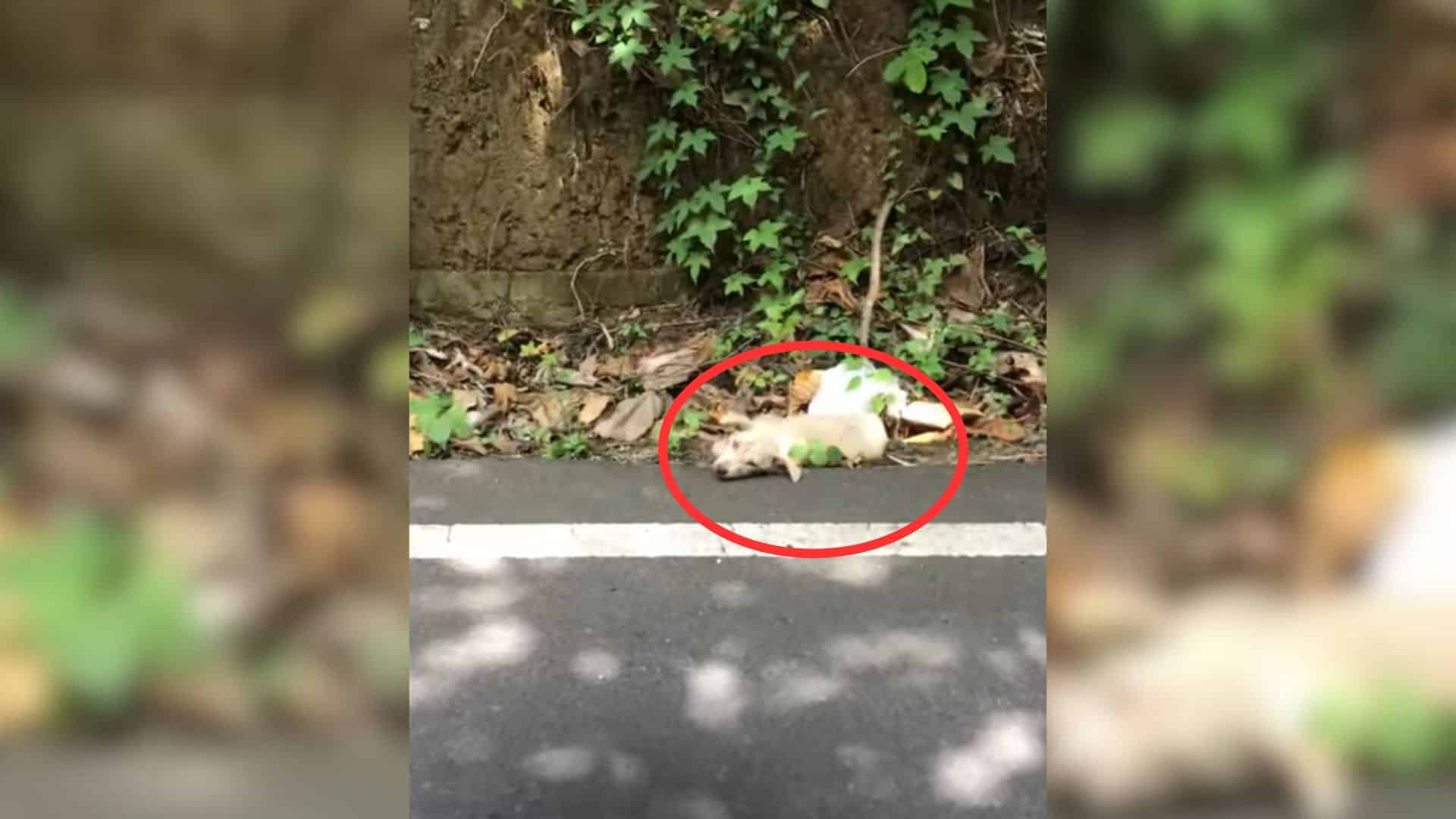 Realizing the pup needed assistance, the...