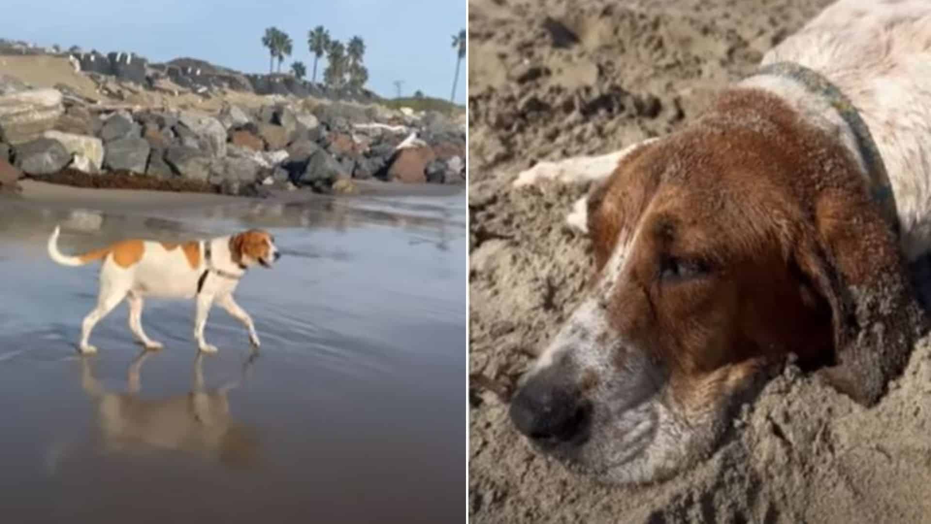 These experiments took a toll on Otis, w...