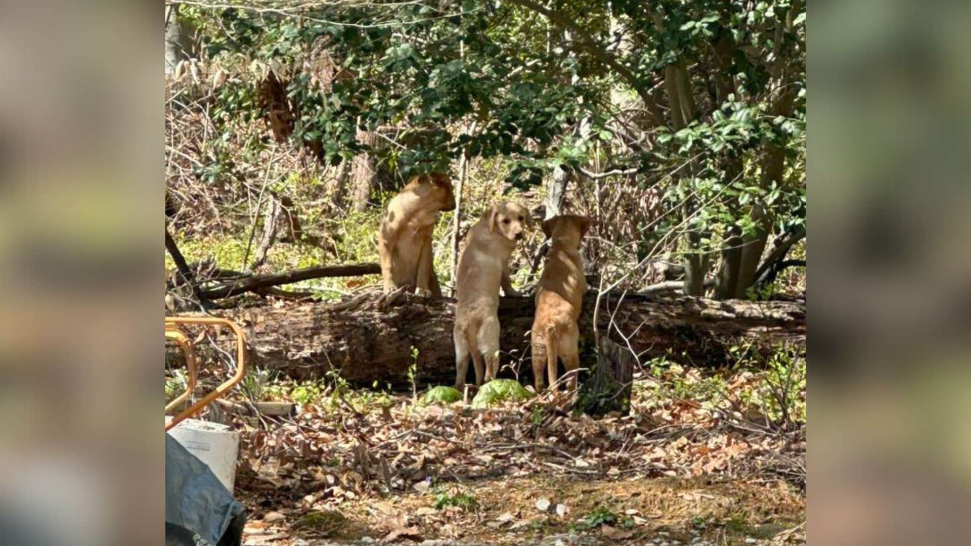 The three puppies gathered close togethe...