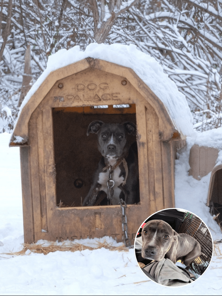 Rescued Pit Bull from the Cold Finds Love and New Life with Her Puppies