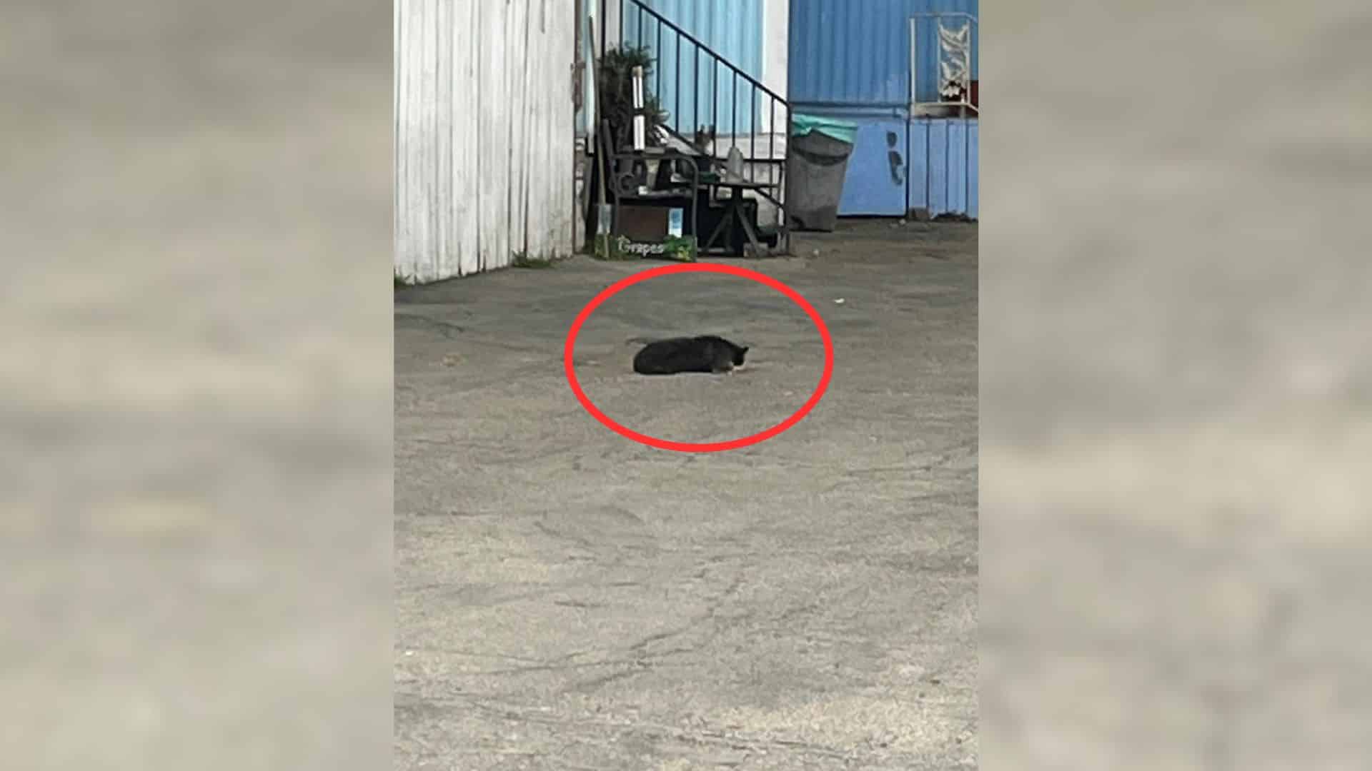 One recent case involved a call about a ...