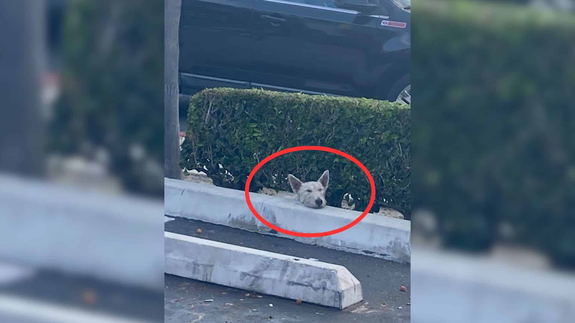 For this particular stray, survival was ...