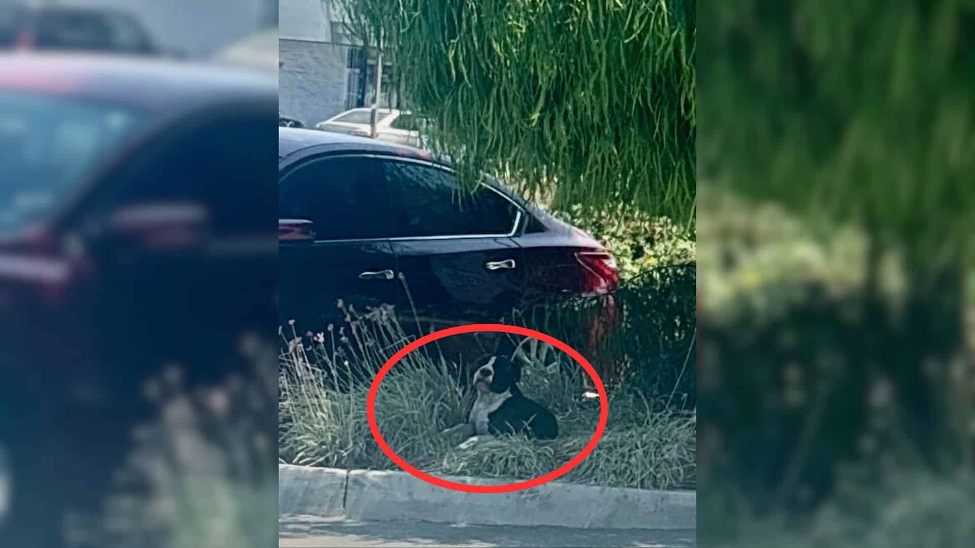 One such story involves a dog abandoned ...