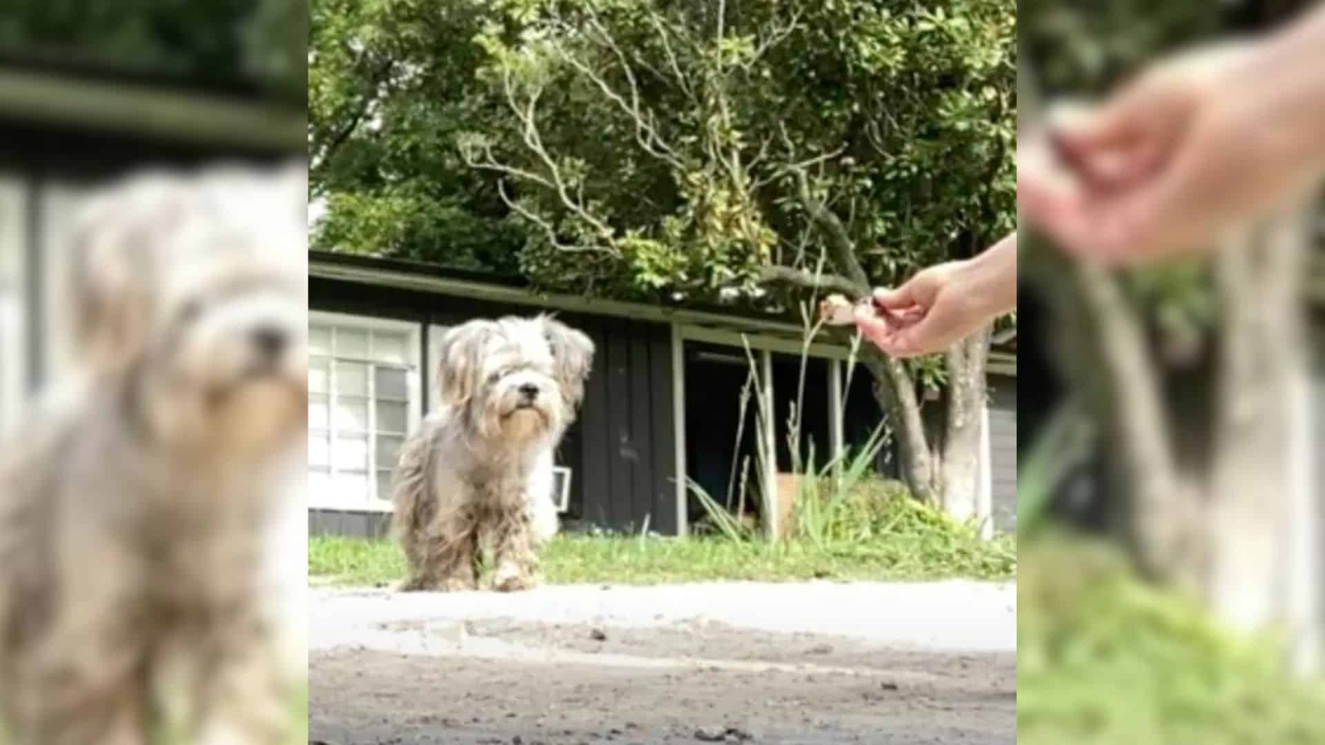 The moment Sanchez-Guzman met the puppy ...