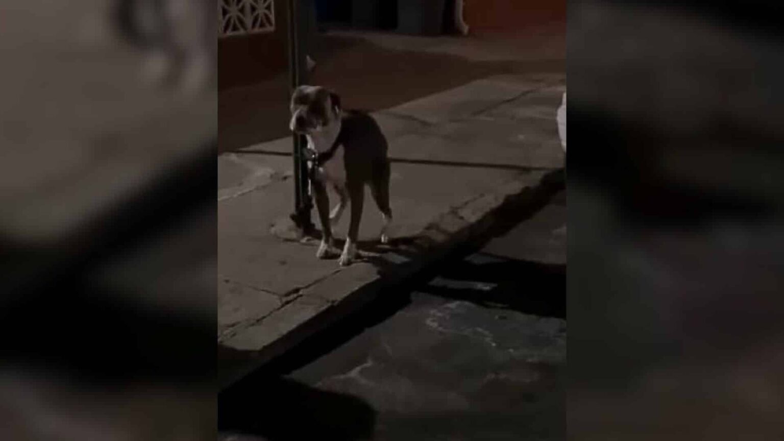 Abandoned Pit Bull Finds Hope and a New Start with Loving Rescue Family