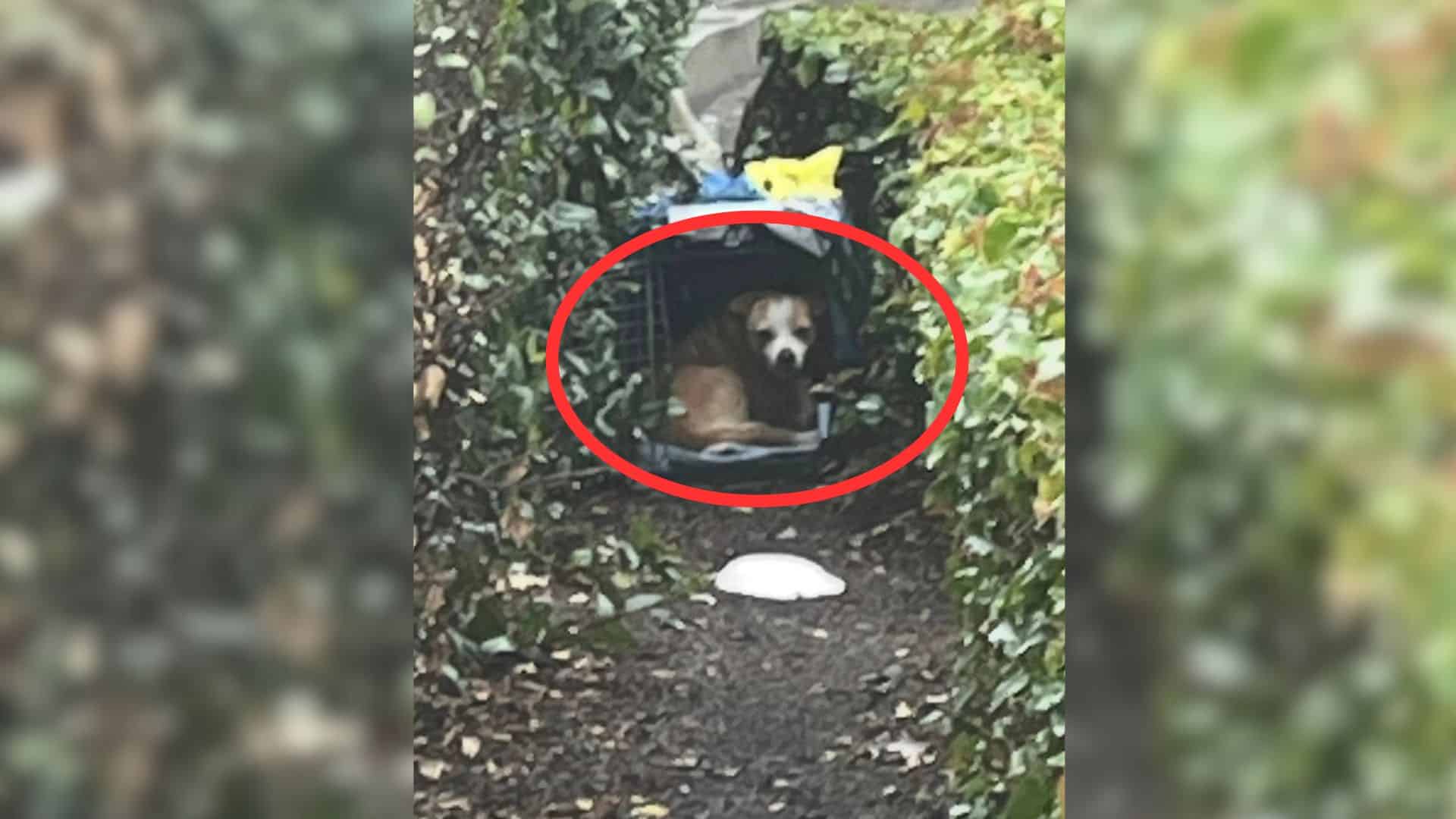 The dog in question had been sheltering ...