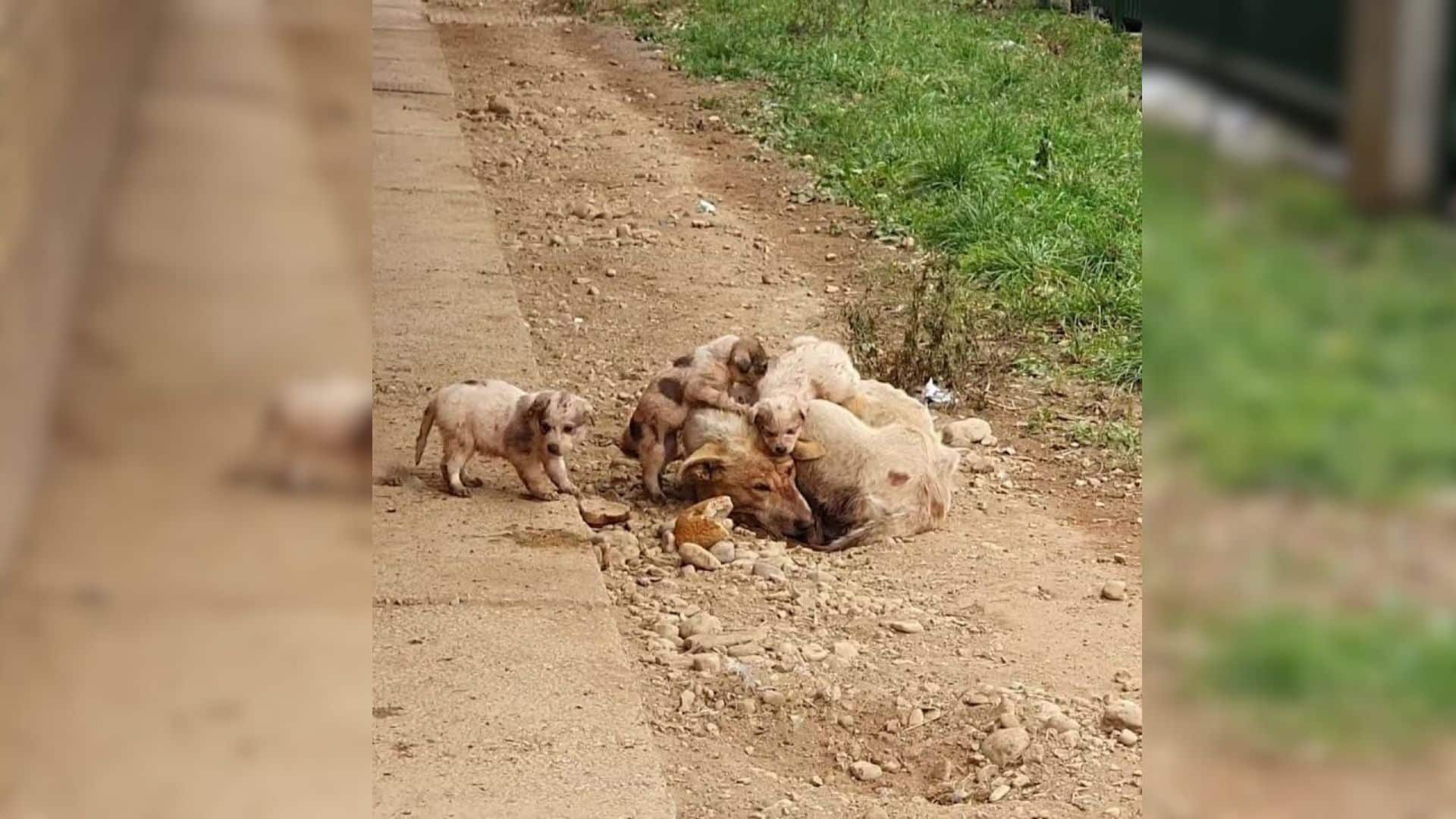 Upon seeing the rescuers, the canine fam...