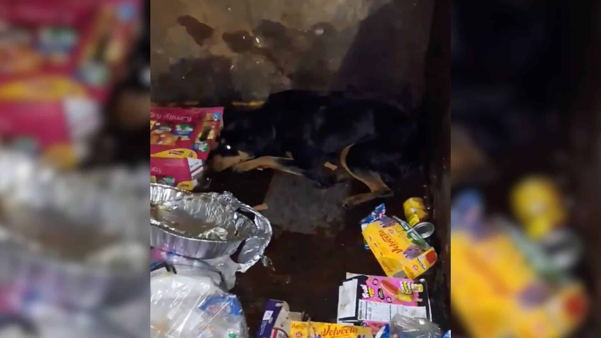 Although this volunteer group primarily ...