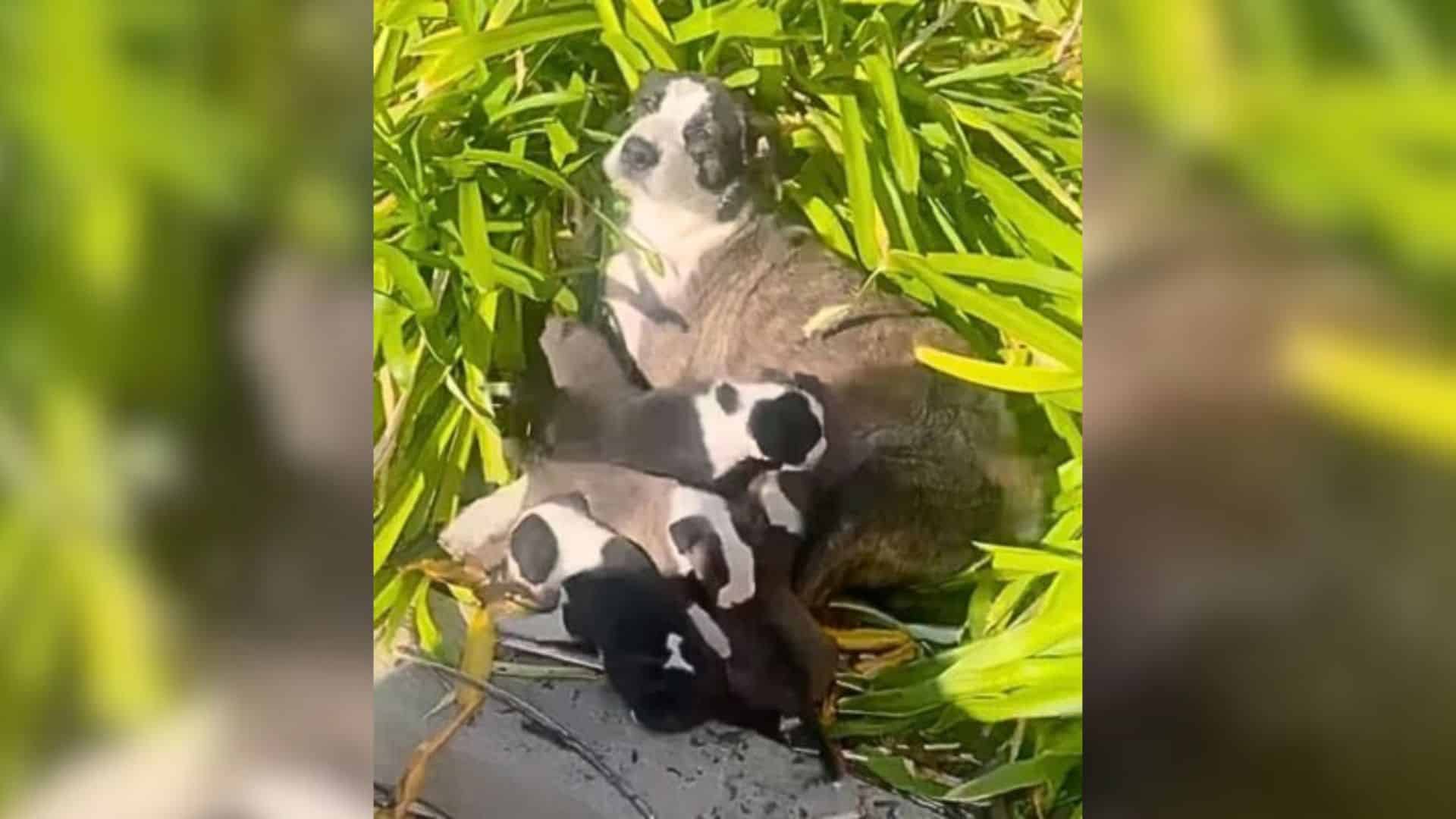 Mazie, the dog at the heart of this stor...