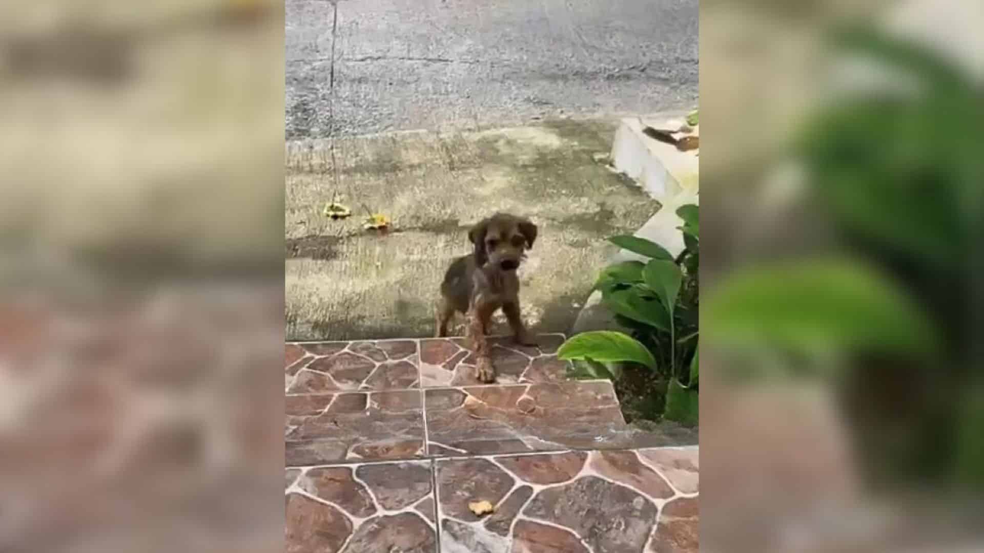 One day, a compassionate woman saw him a...