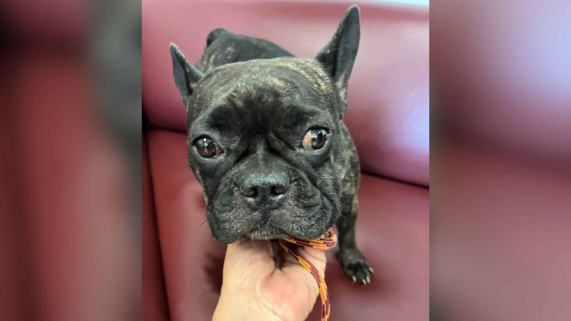 Suzette Hall, an animal rescuer from Cal...