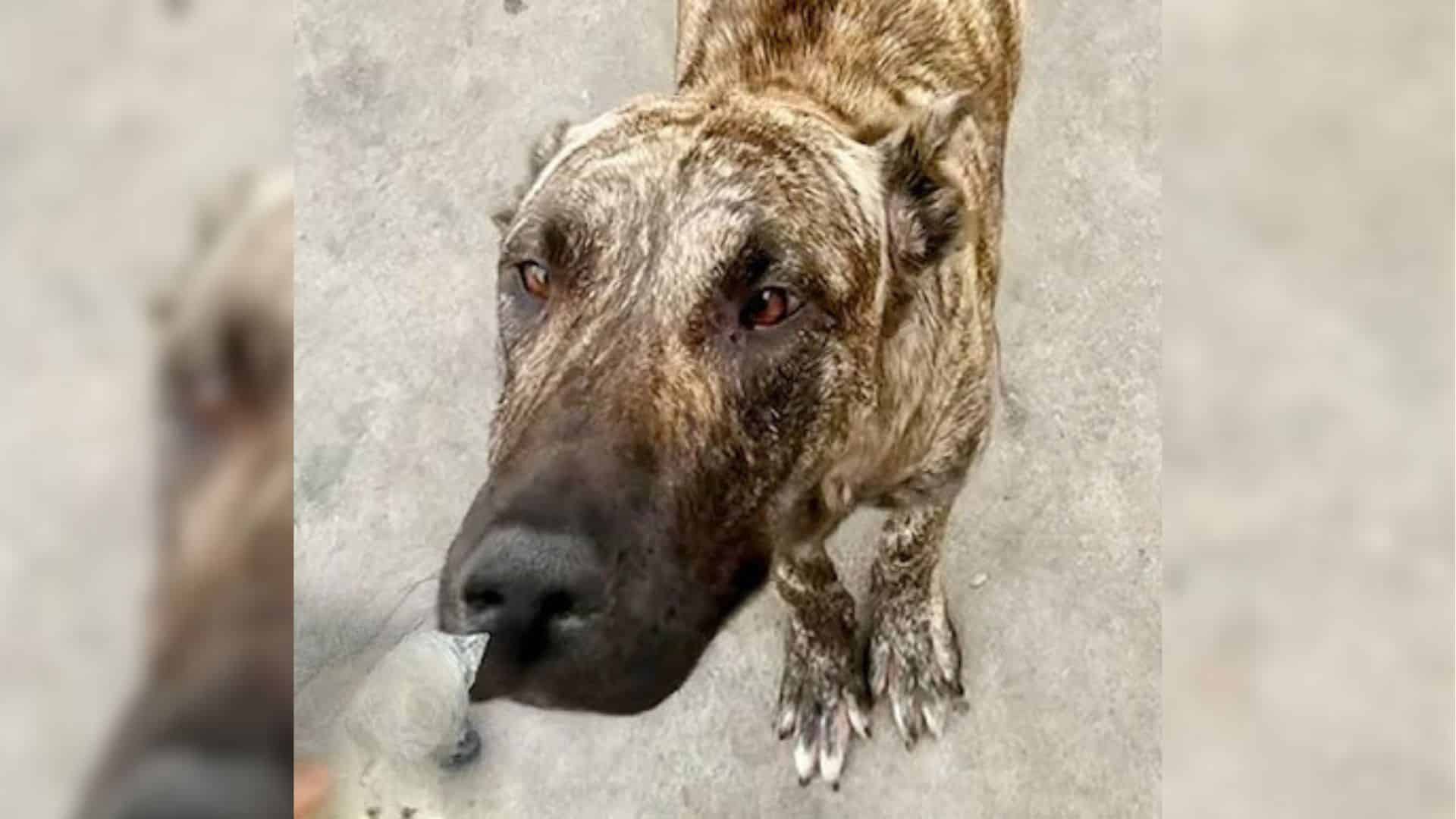 Joey Tuccio from Los Angeles, California...