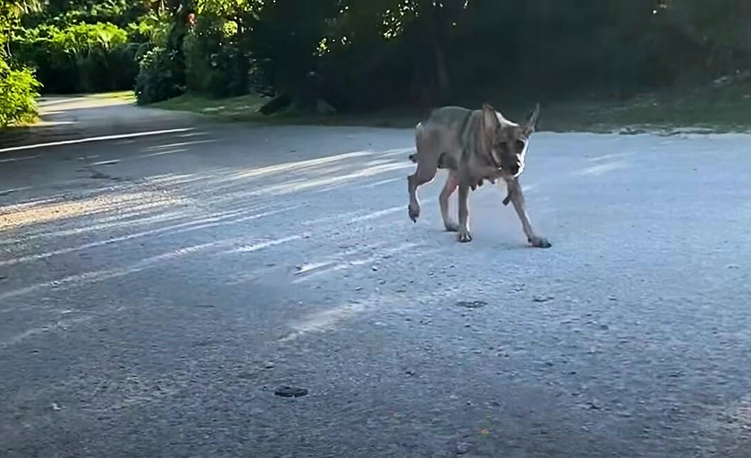 Extra image from article