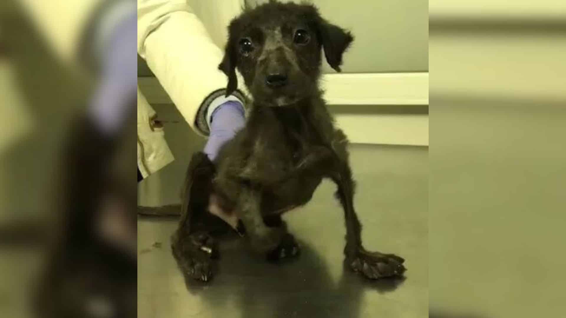 Thankfully, fortune smiled on Louis when...