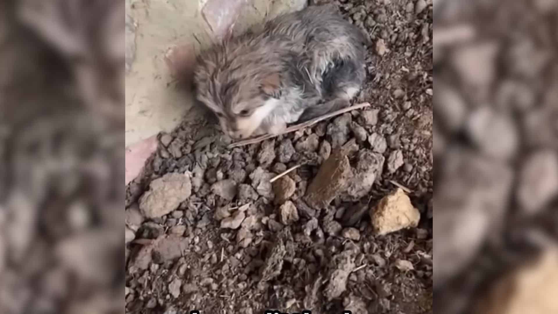 Frequently, stray dogs roam the streets,...