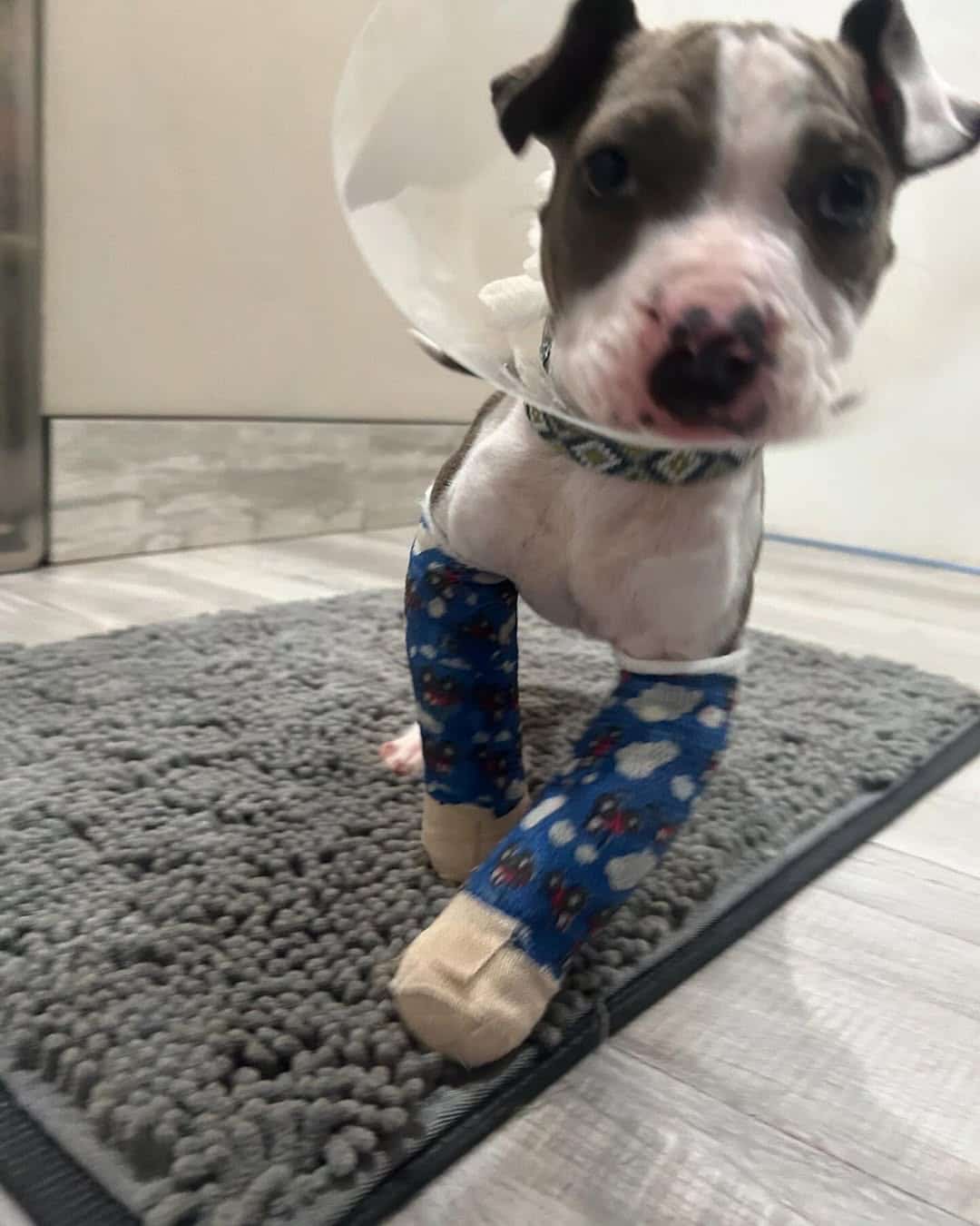 Extra image from article