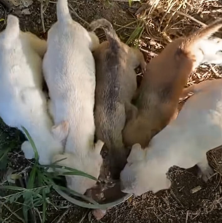 Extra image from article