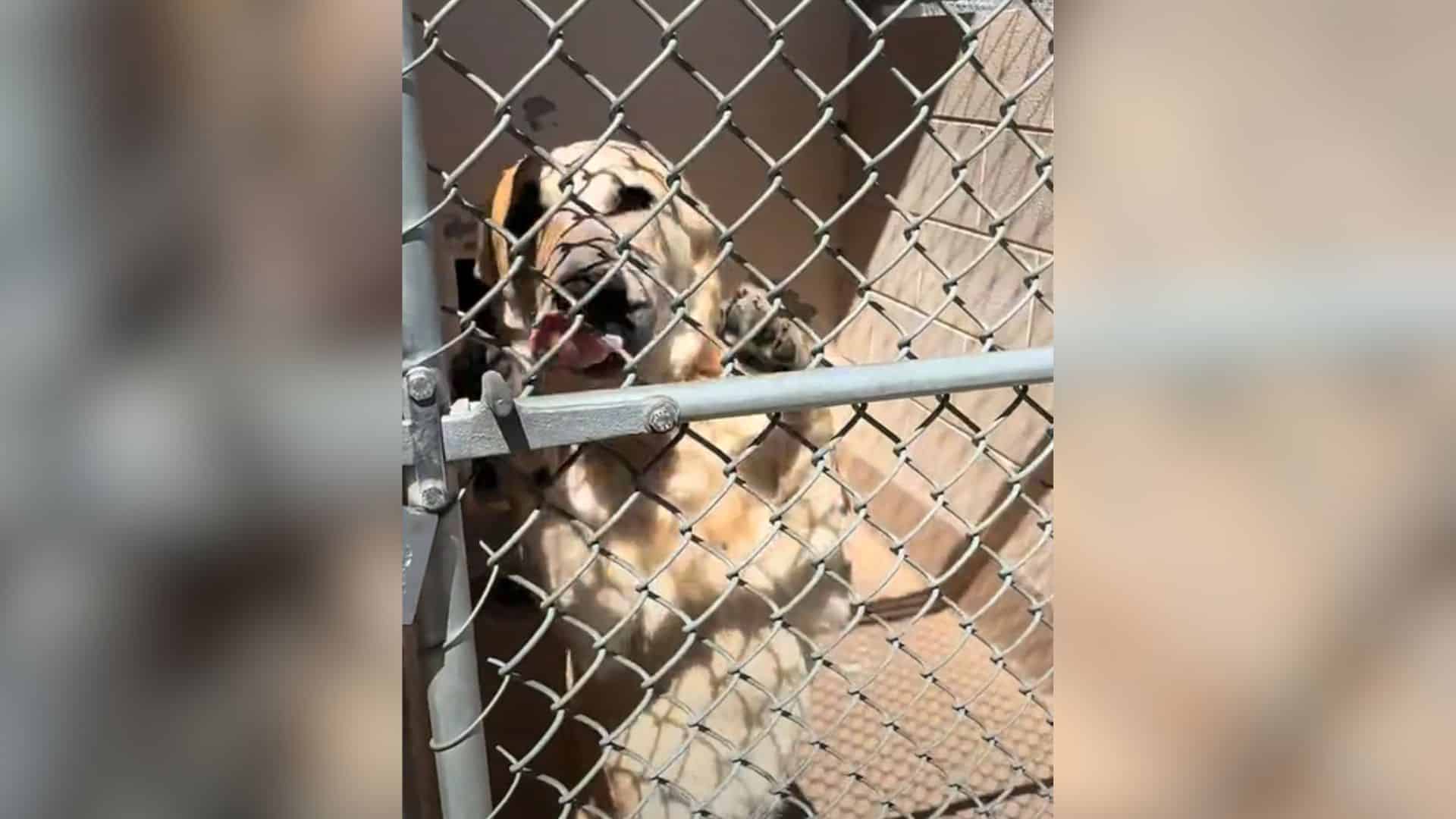 Juke, a lively pup under the care of Dif...