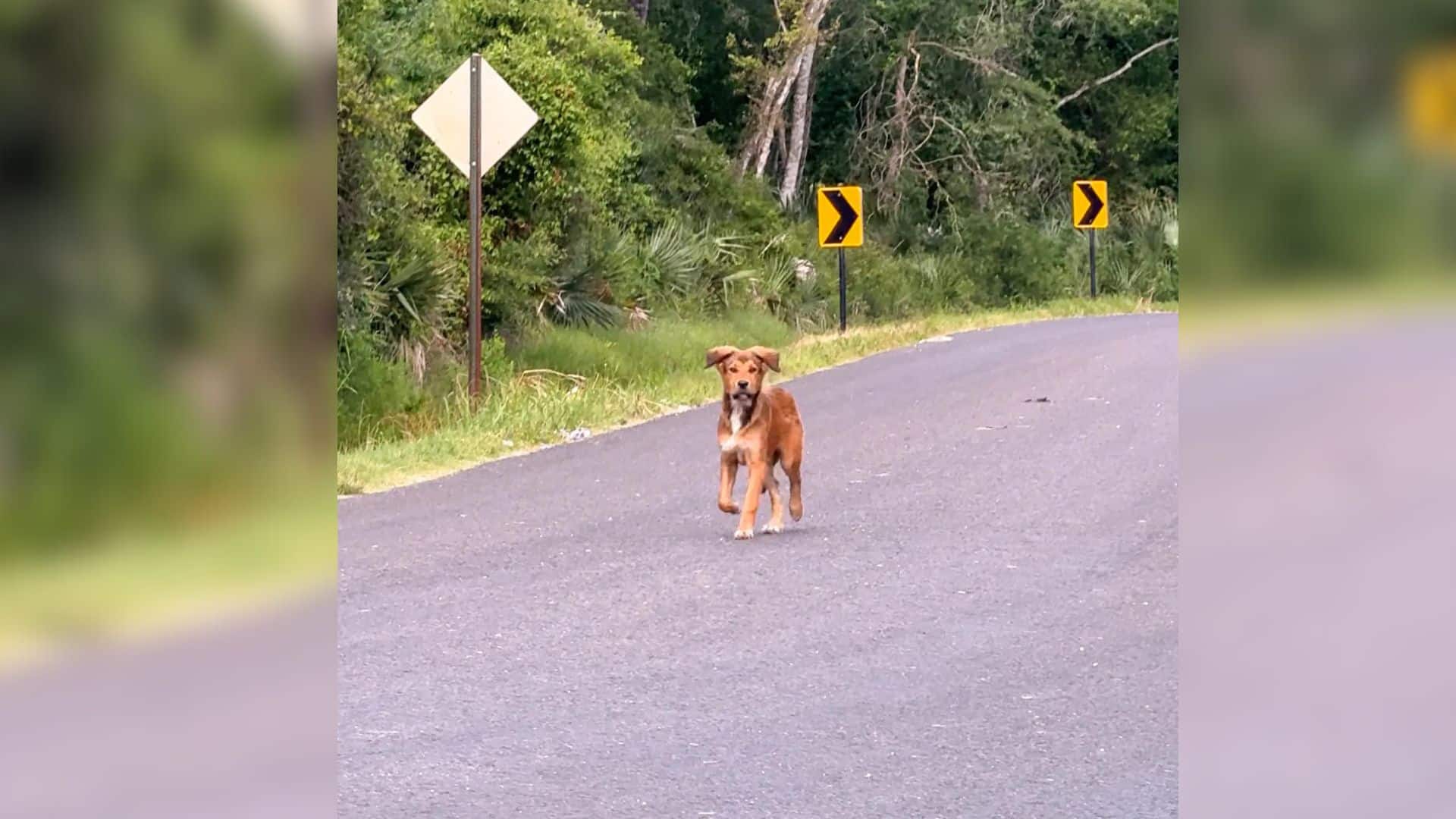 The car soon sped off, leaving the puppy...