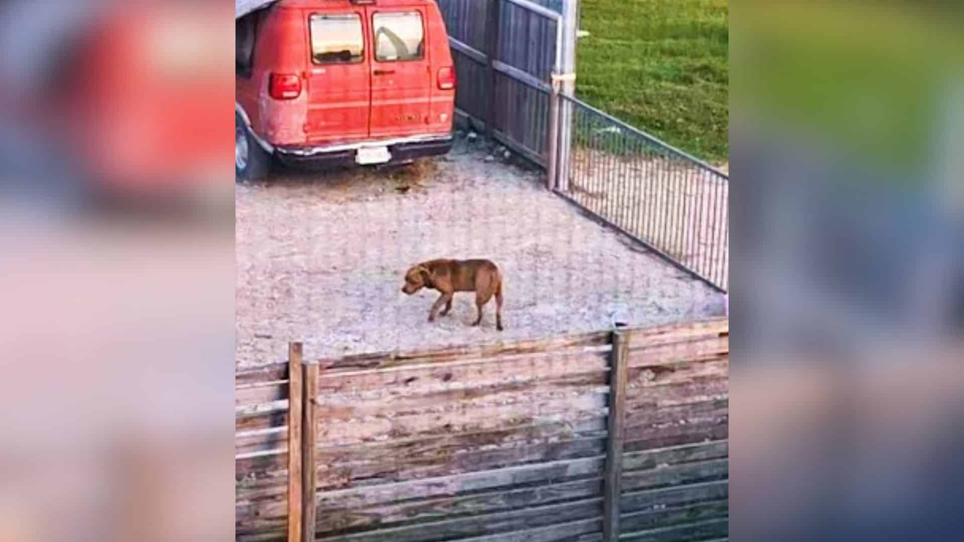 Some dogs are abandoned when their owner...