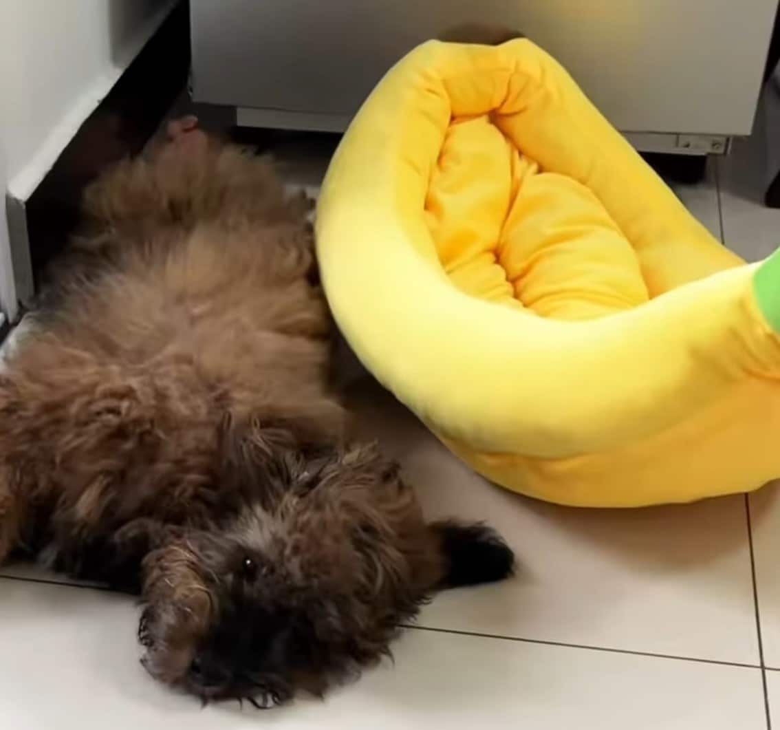 Extra image from article