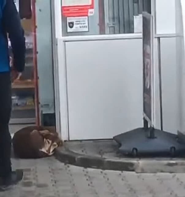 Despite feeling anxious around the rescu...