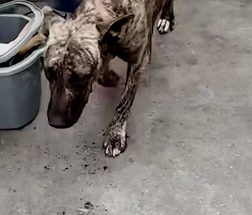 Extra image from article