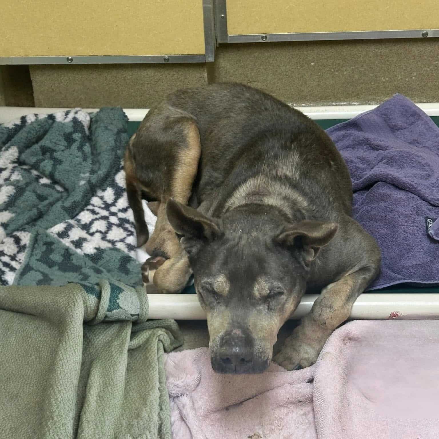 Extra image from article