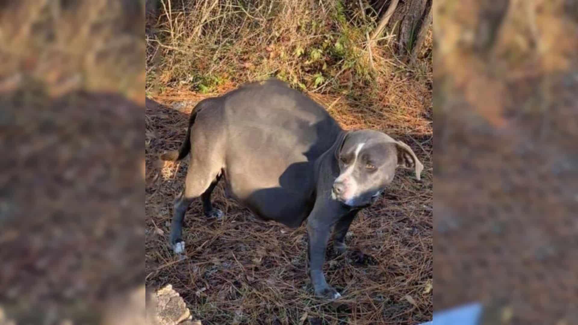 Lotus was left to fend for herself near ...