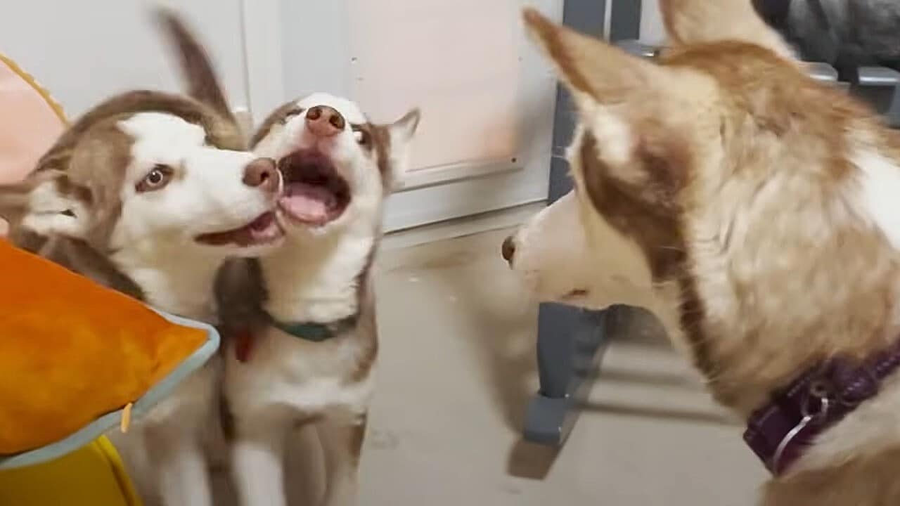 Extra image from article