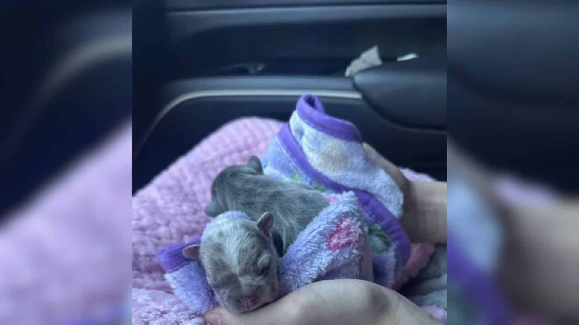 Consider the tale of two puppies who, de...