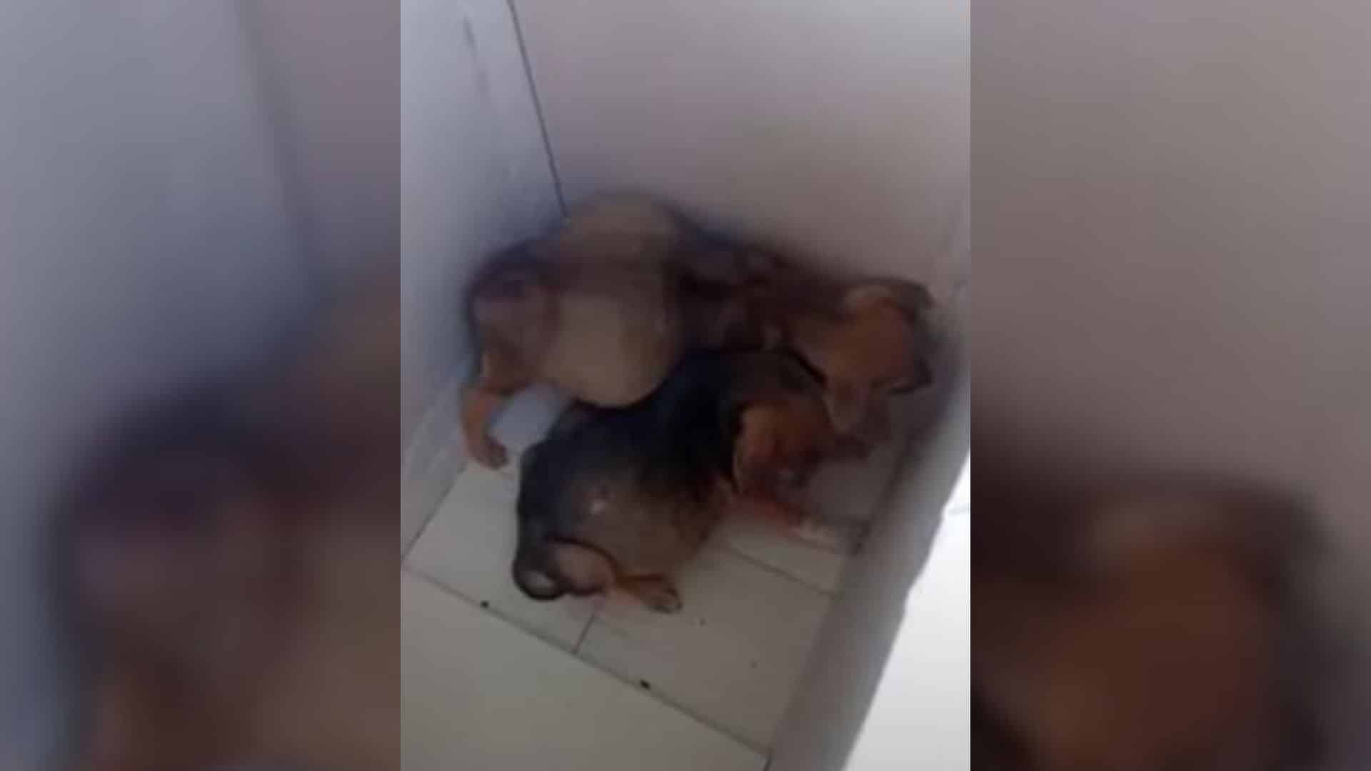 Such was the case when a caring rescuer ...