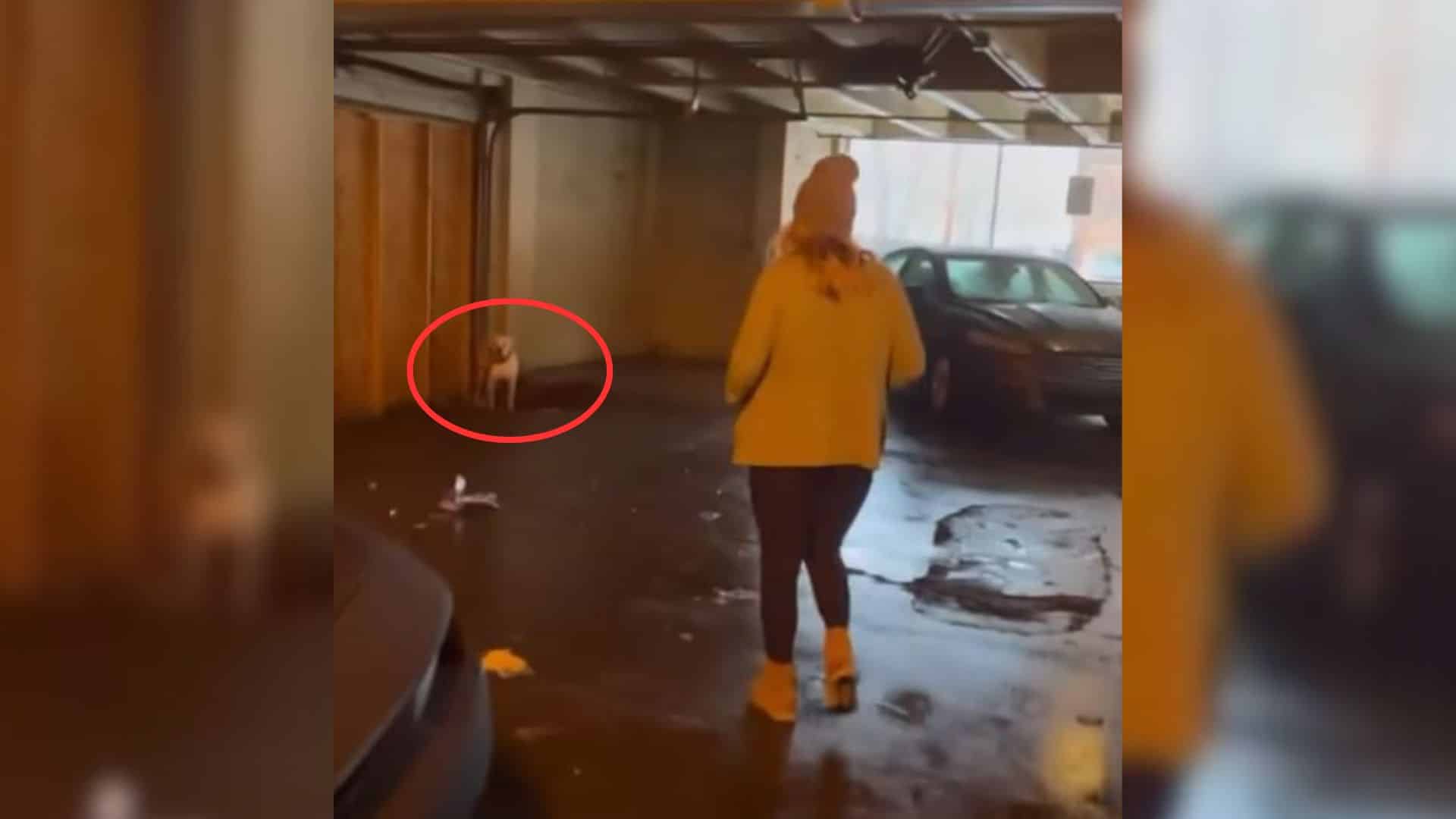 Unfortunately, his previous owners faile...